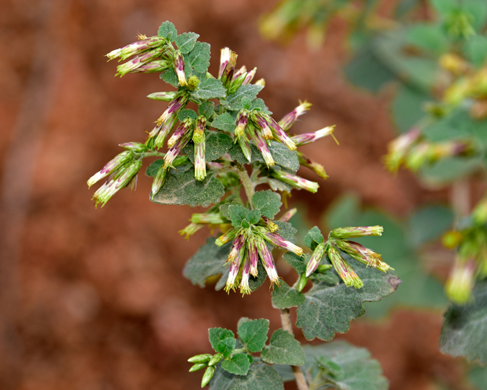 California Brickellbush flowers vary from pale yellow-green with white to pink, the flowers are in panicles or single (solitary) from growing from the leaf axils. Brickellia californica